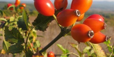 Rosa canina (pas): botanički opis, primjena, fotografija